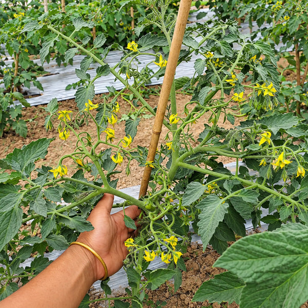529 Yellow Datterini Tomato, 5 Seeds