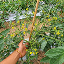 529 Yellow Datterini Tomato, 5 Seeds