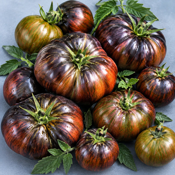114 Marsha's Starfighter Beefsteak Tomato, 5 Seeds