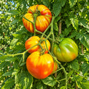 490 Grandma's Honey Tomato, 5 Seeds