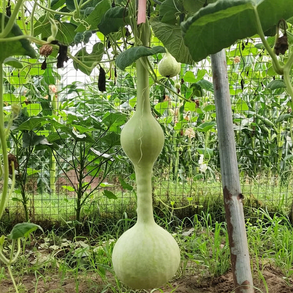 Wild Goose Neck Gourd, 5 Seeds