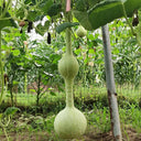 Wild Goose Neck Gourd, 5 Seeds