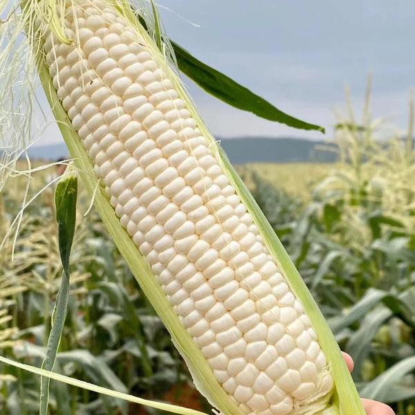 Milk Fruit Sweet Corn Seeds, 30g
