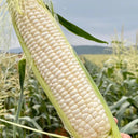 Milk Fruit Sweet Corn Seeds, 30g