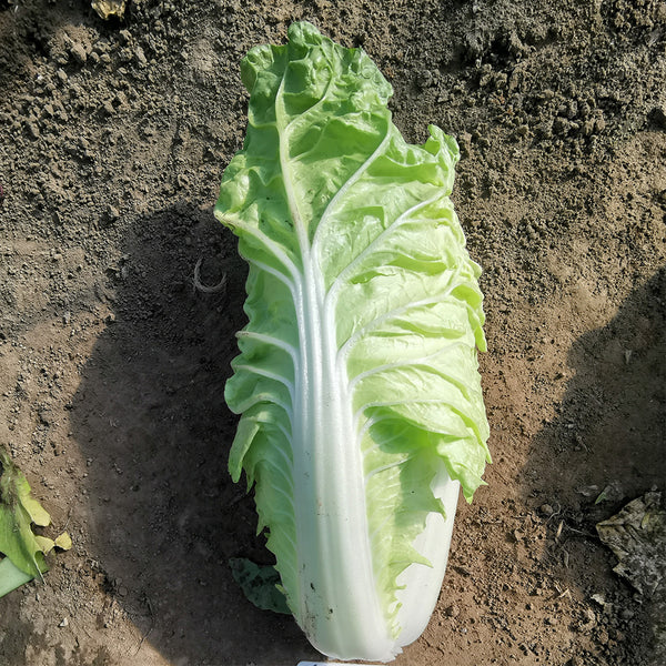Chunmei F1 Hybrid Chinese Cabbage Seeds, 5g