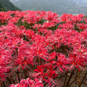 Rose Lycoris, 1 Bulb