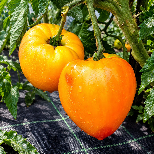 532 Minusinsk Orange Elephant Tomato, 5 Seeds
