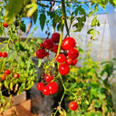 Hanging Tomato, 10 Seeds