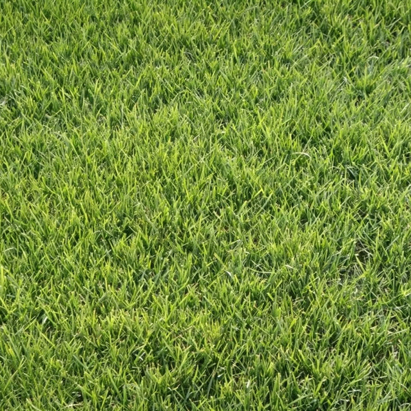 Purple Sheep Fescue Seeds, 50 Grams ≈ 60000 Seeds