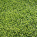 Purple Sheep Fescue Seeds, 50 Grams ≈ 60000 Seeds