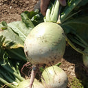 'Xinlimei' Red Heart Radish Seeds, 10g