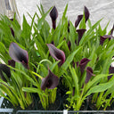 'Odessa' Calla Lily, 16/18cm Circumference, 1 Bulb
