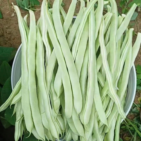 Bai Fumei Pole Bean Seeds, 200g