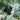 Sweet Mealy Black Skin Melon, 100 Seeds