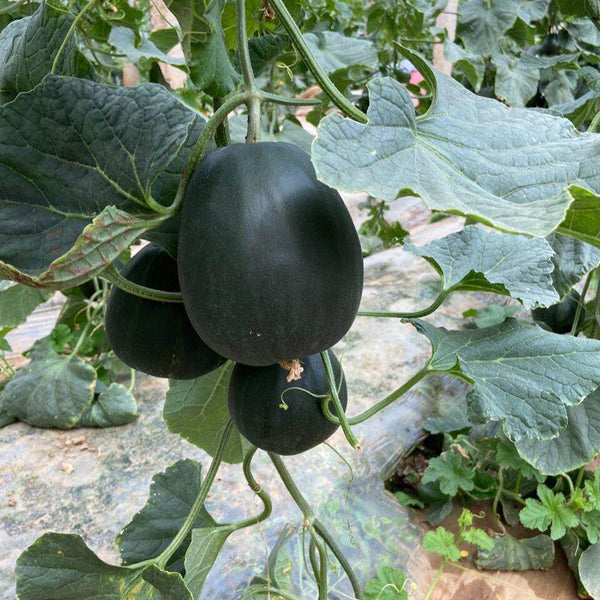 Sweet Mealy Black Skin Melon, 100 Seeds