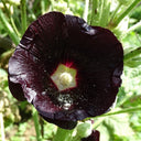 Single Midnight Black Hollyhock, 100 Seeds