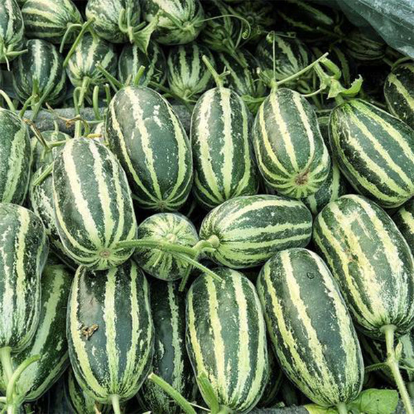 Extremely Sweet Melon Seeds