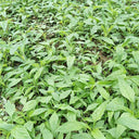 Willow-Leaf Amaranth Seeds, 10g