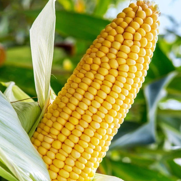 Zhongnongtian 488 Sweet Corn Seeds