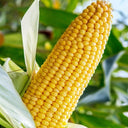 Zhongnongtian 488 Sweet Corn Seeds
