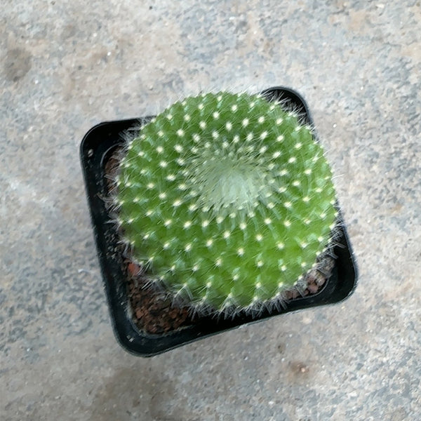 Parodia haselbergii subsp. graessneri 'Green', 3-4cm