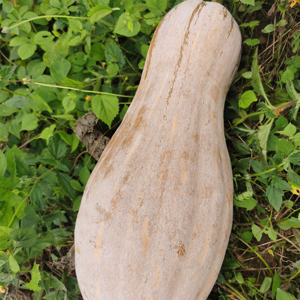 Large-Fruited Miben Pumpkin Seeds, 2g