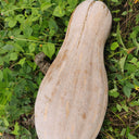 Large-Fruited Miben Pumpkin Seeds, 2g