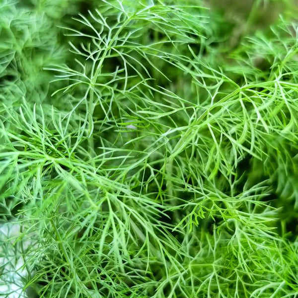 Small Leaf Fennel, 1000 Seeds