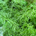 Small Leaf Fennel, 1000 Seeds