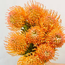 Orange Pincushion Protea, 2 Seeds