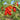 249 Merry Dwarf Tomato, 5 Seeds