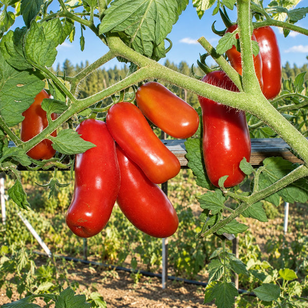 249 Merry Dwarf Tomato, 5 Seeds