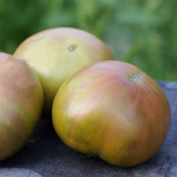 Muddy Mamba Tomato, 5 Seeds