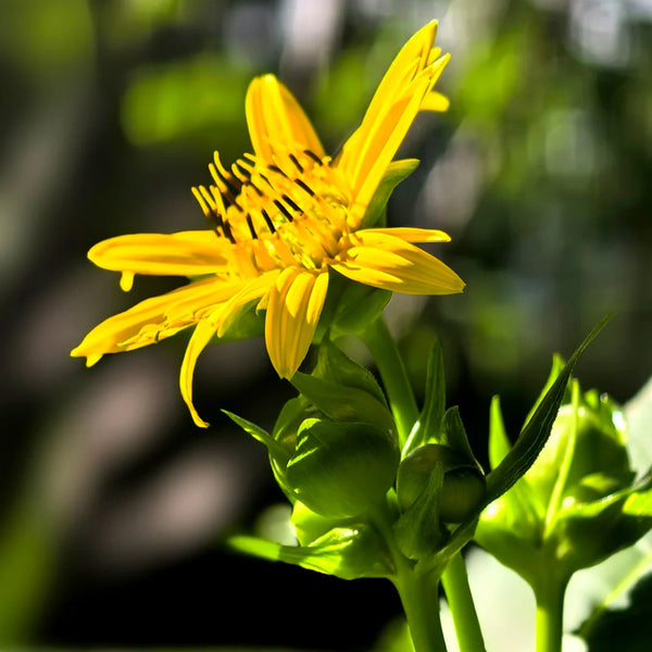 Cup Plant, 100 Seeds