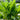 Broad Leaf Sorrel, 1000 Seeds