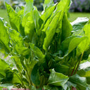 Broad Leaf Sorrel, 1000 Seeds