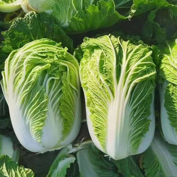 Improved Qingza No.3 Chinese Cabbage Seeds, 5 × 4g Bags
