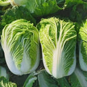 Improved Qingza No.3 Chinese Cabbage Seeds, 5 × 4g Bags