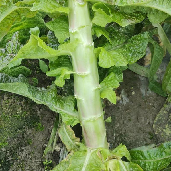 'Jiemei' Red Celtuce, 2000 Seeds