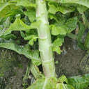 'Jiemei' Red Celtuce, 2000 Seeds
