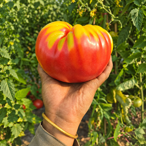 490 Grandma's Honey Tomato, 5 Seeds