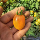 42 Golden Hour Tomato, 5 Seeds