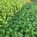 Motherwort seeds, 50g