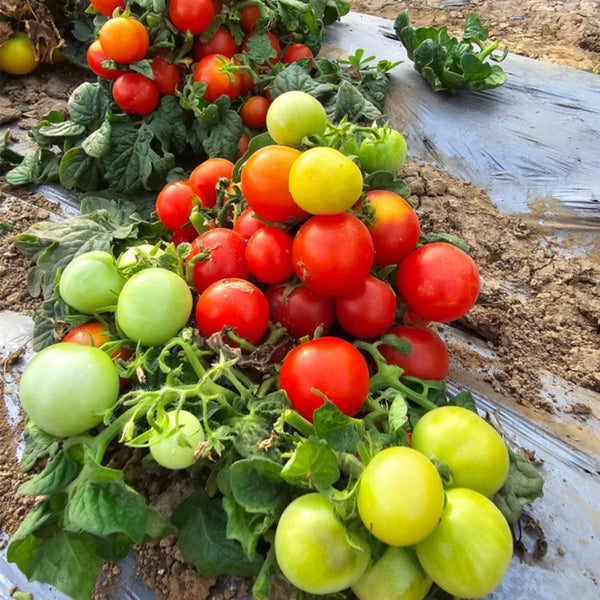 841 MiniBell Red Tomato, 5 Seeds