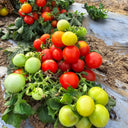 841 MiniBell Red Tomato, 5 Seeds