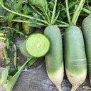 Chinese Green Radish Seeds, 10g
