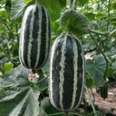 'Boyang No.9' Sesame Honey Melon, 500 Seeds