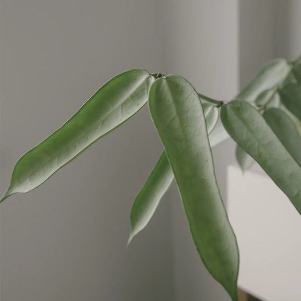 Hoya pandurata Silver, 5 Cuttings