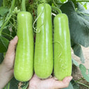 Guangpu 1701 Bottle Gourd Seeds, 100 Seeds