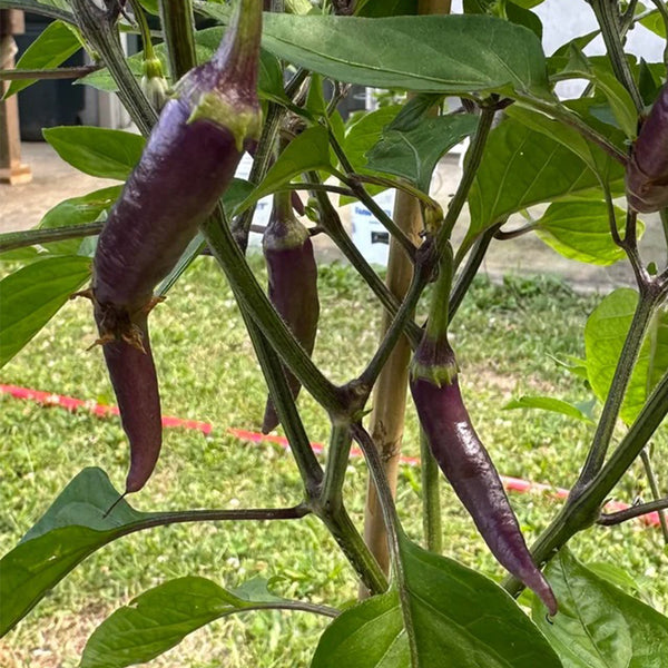 Cayenne Purple Pepper, 10-20 Seeds